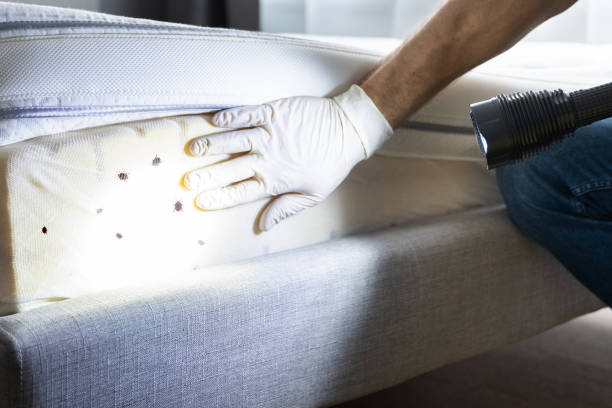 Best Pest Prevention Services  in Lorado City, CO