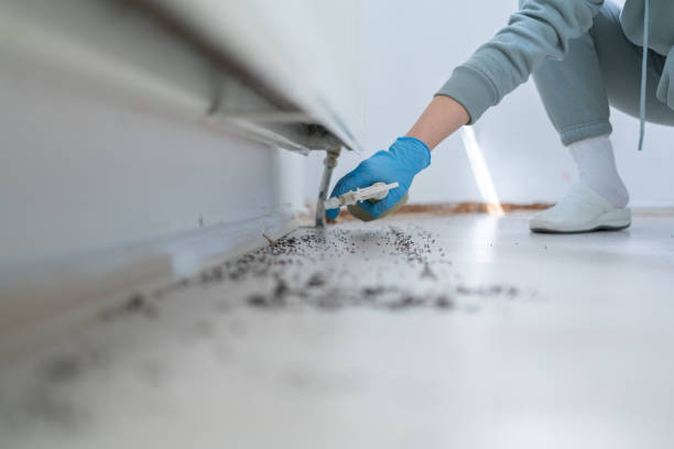 Reliable Colorado City, CO Pest Control Solutions